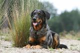 BEAUCERON 395